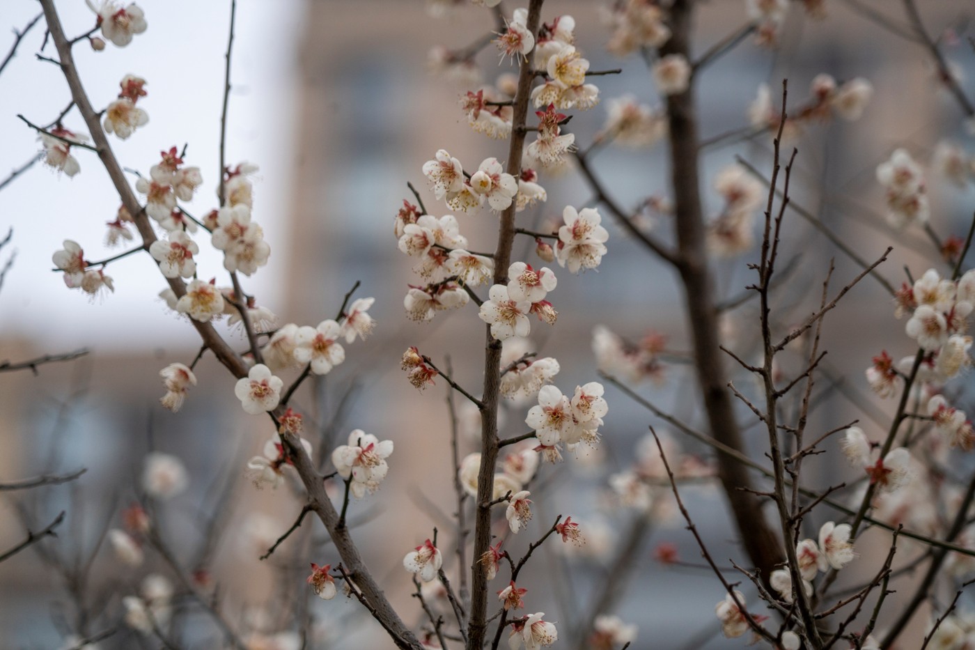 DSC09861 ����.jpg