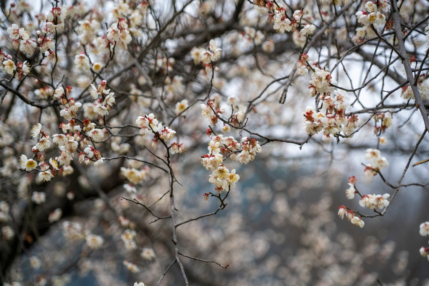 DSC09870 ����.jpg