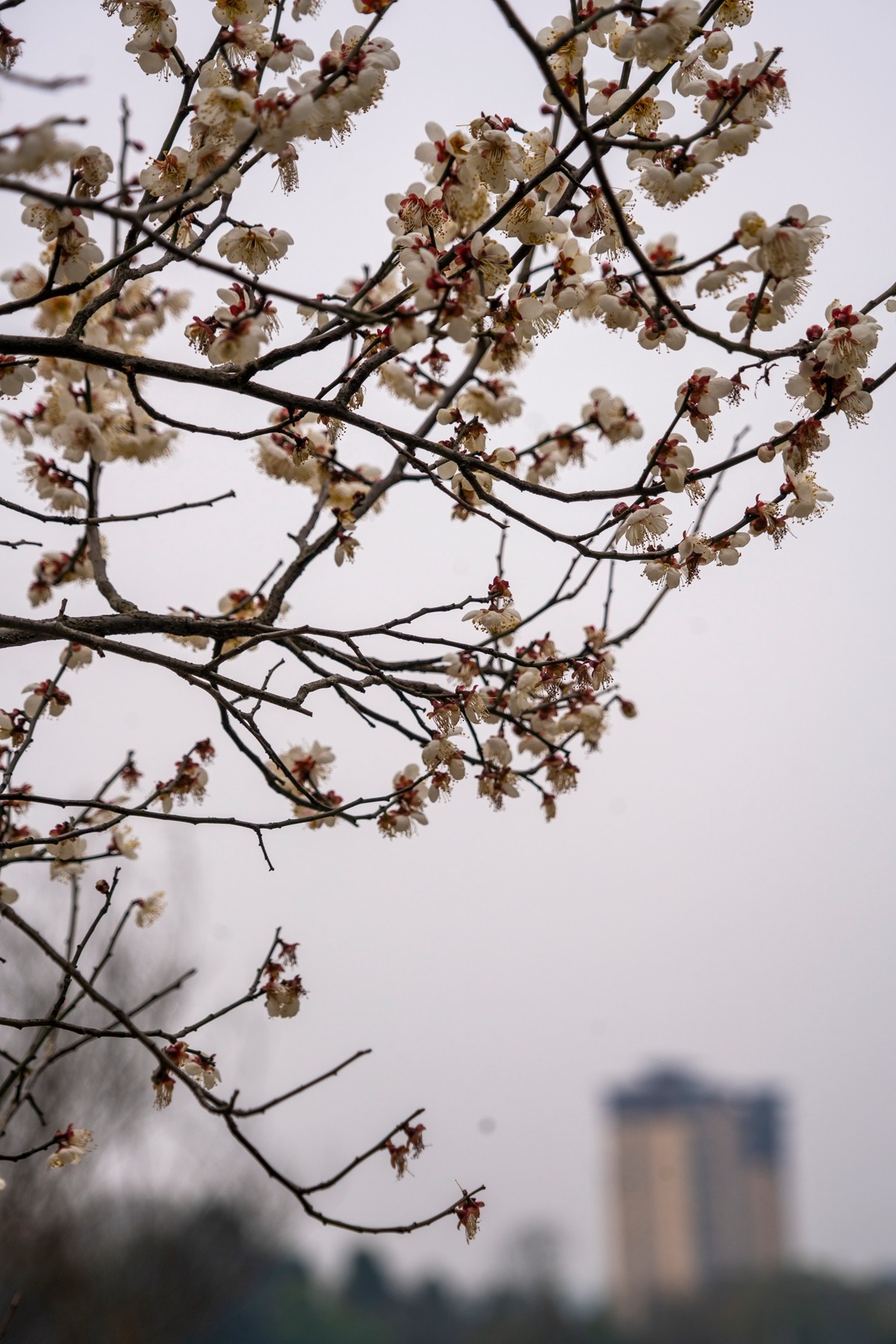 DSC09872 ����.jpg