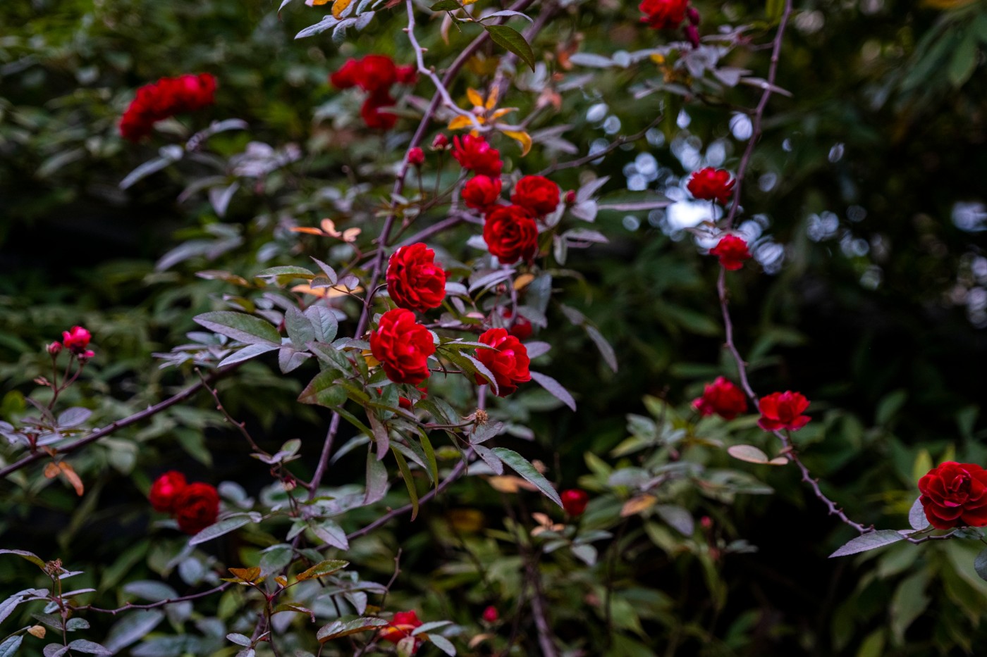 DSC09881 ����.jpg