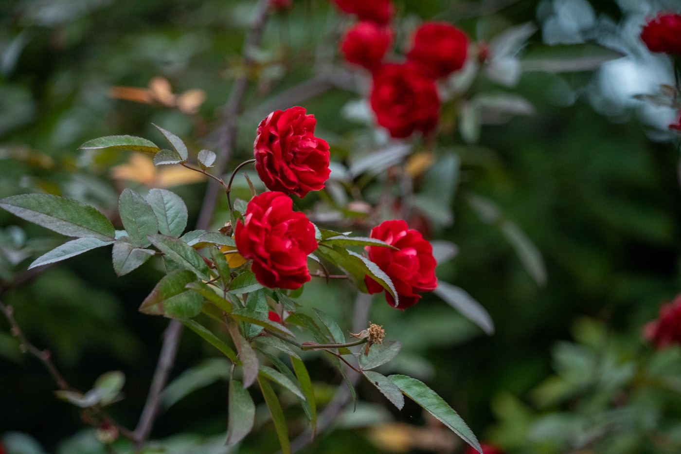 DSC09882 ����.jpg