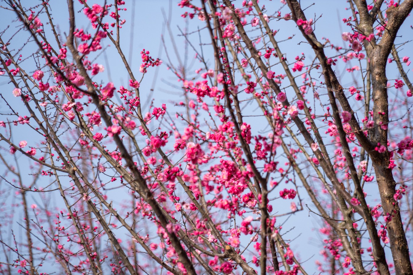 DSC09896 ����.jpg