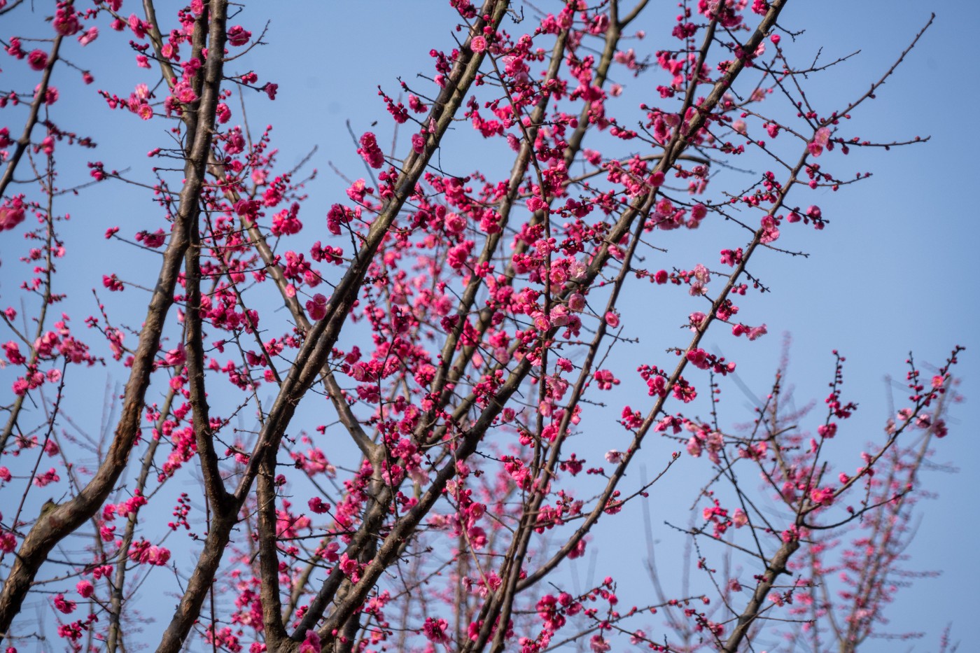 DSC09898 ����.jpg