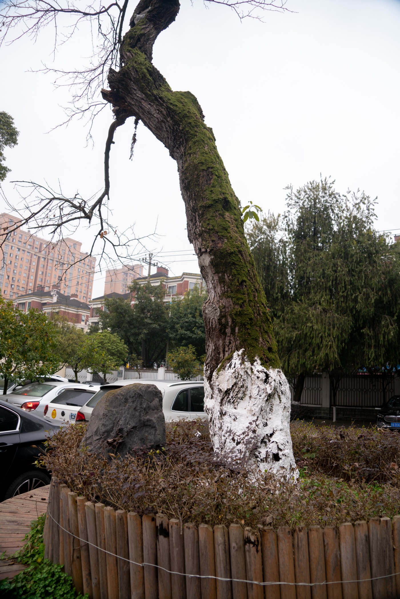 DSC09799 ����.jpg