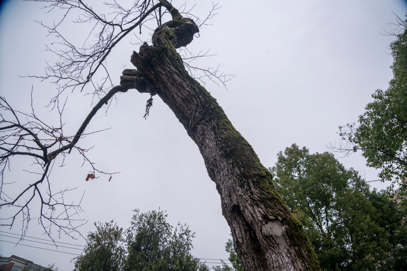 DSC09803 ����.jpg