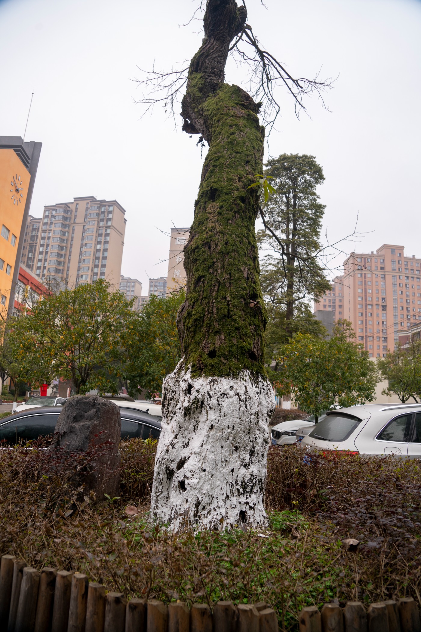 DSC09805 ����.jpg