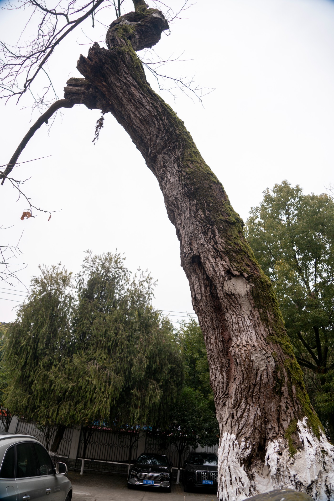 DSC09804 ����.jpg