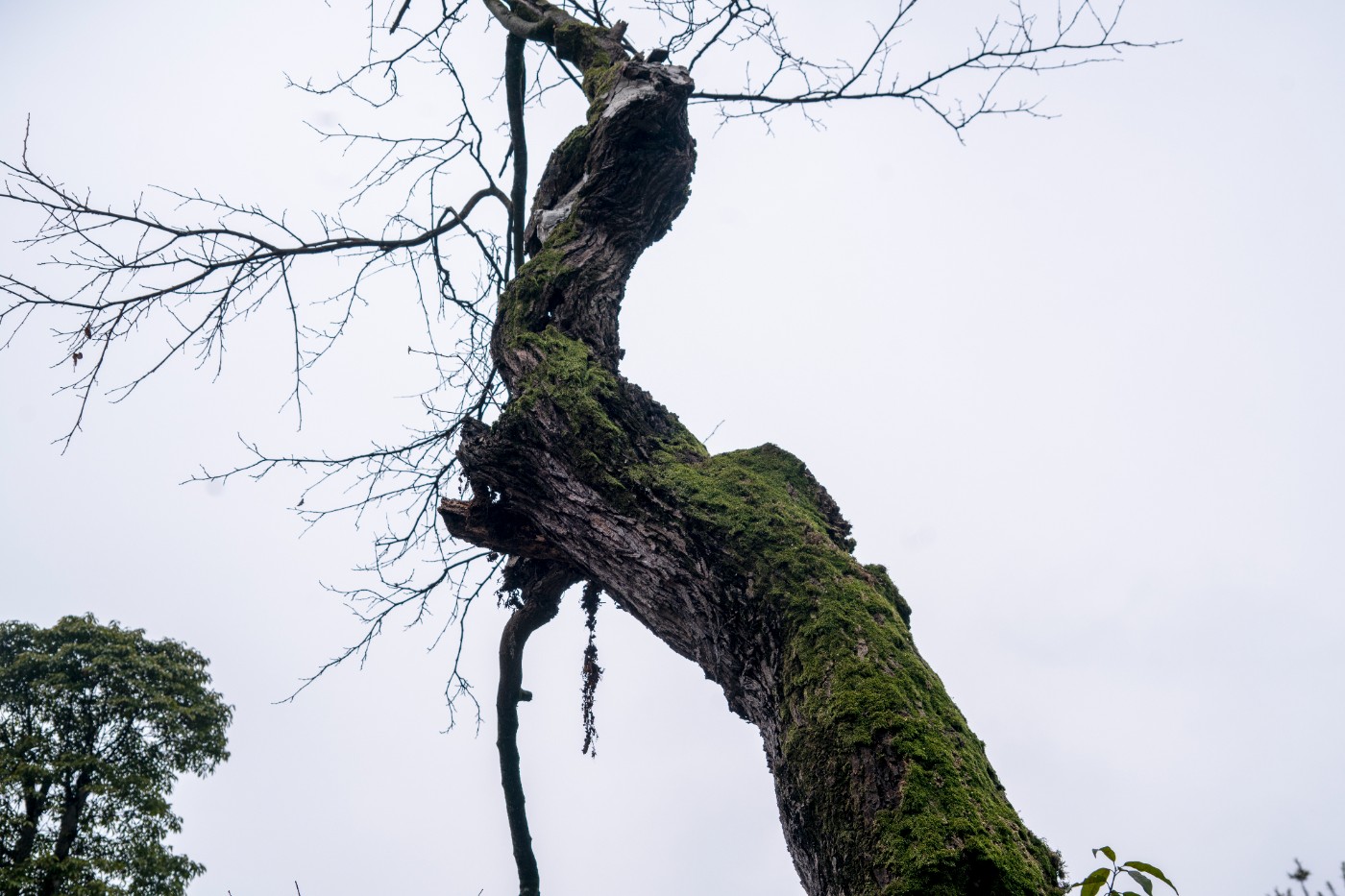 DSC09806 ����.jpg