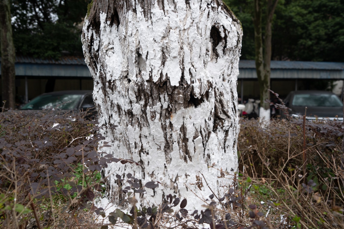 DSC09809 ����.jpg