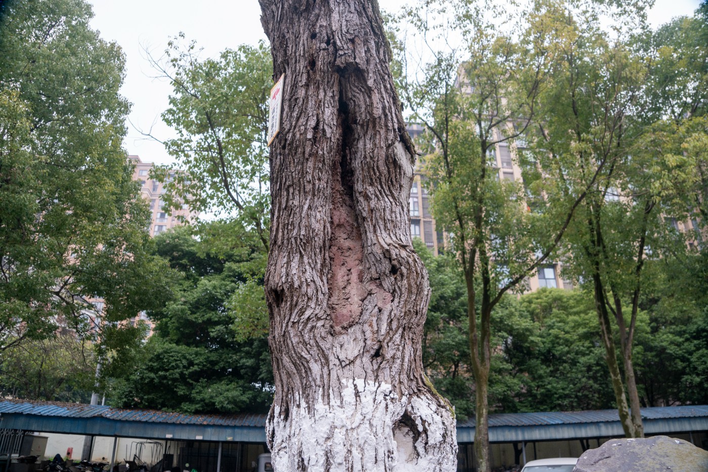 DSC09812 ����.jpg