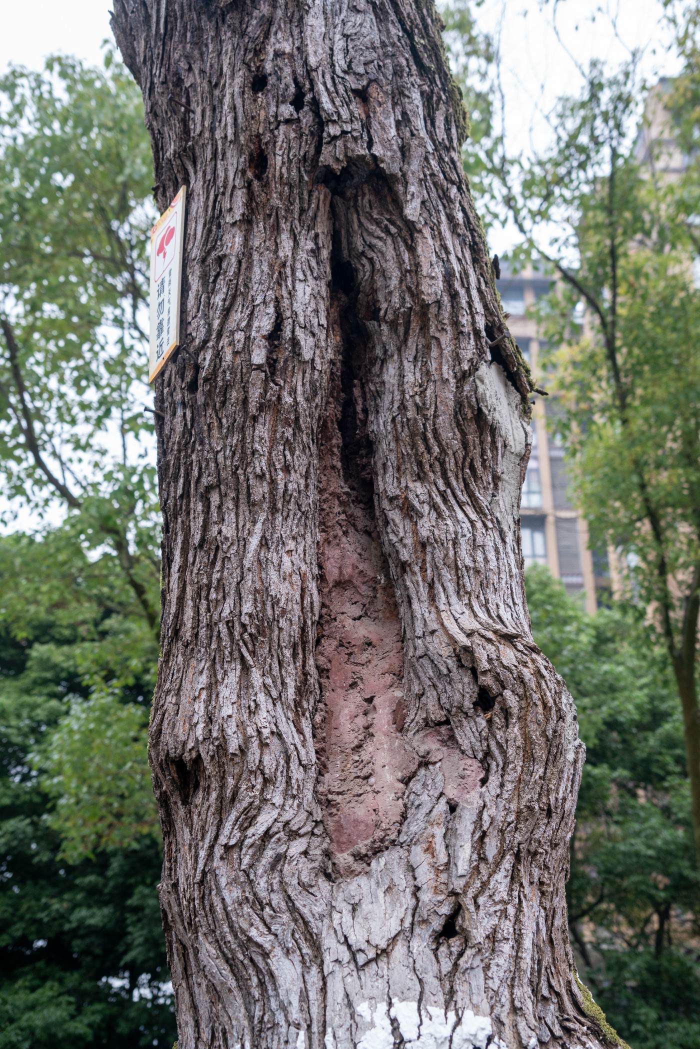 DSC09810 ����.jpg