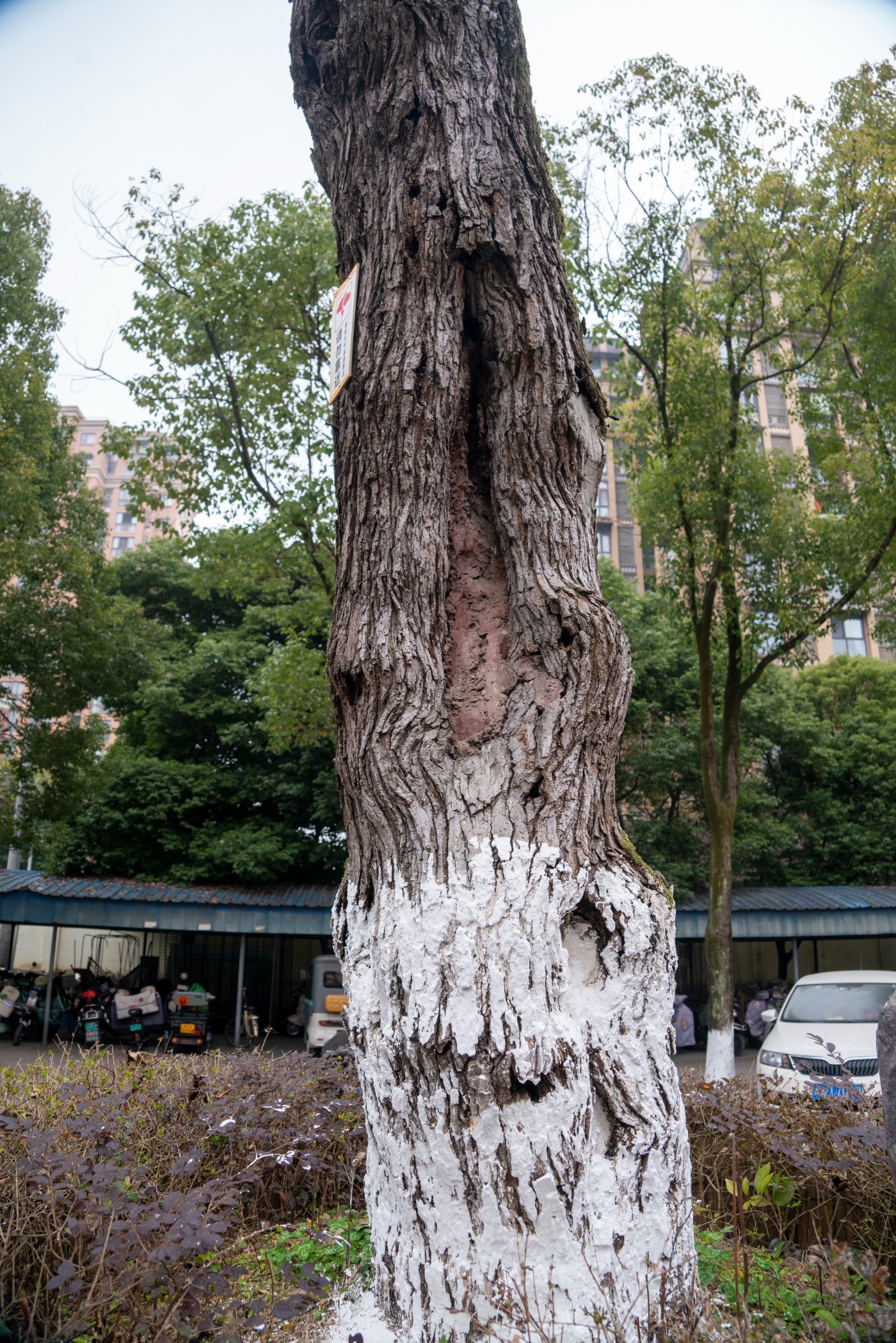 DSC09813 ����.jpg