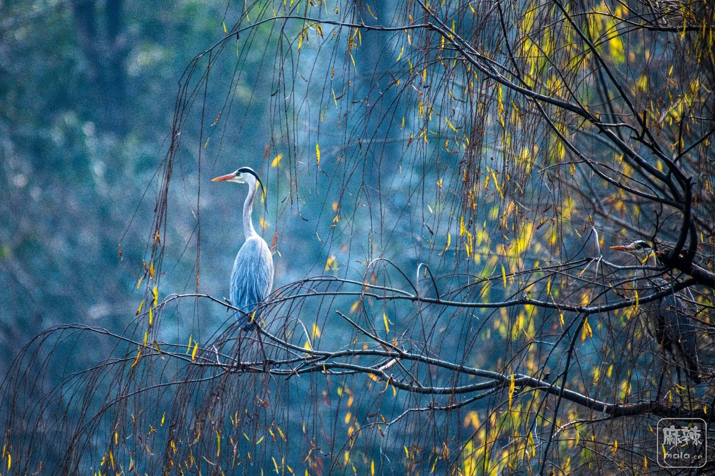 DSC_1601 ����.jpg