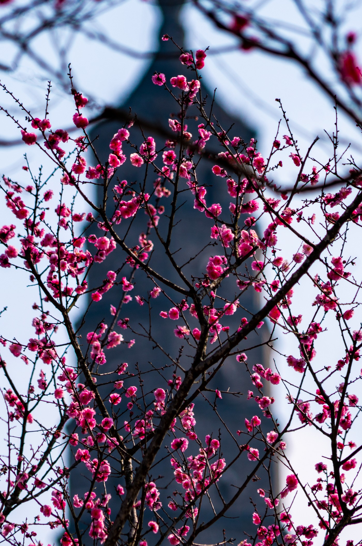 DSC00113 ����.jpg