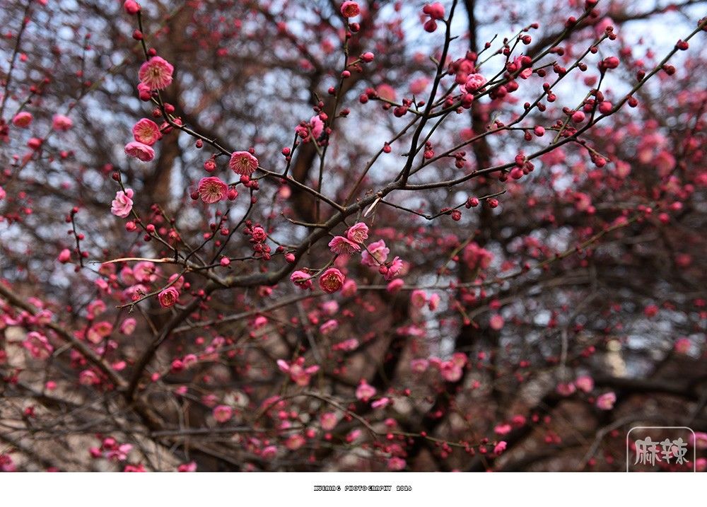 _DSC1950 ����.jpg