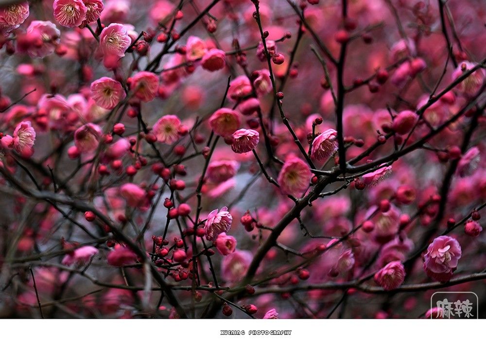 _DSC1993 ����.jpg