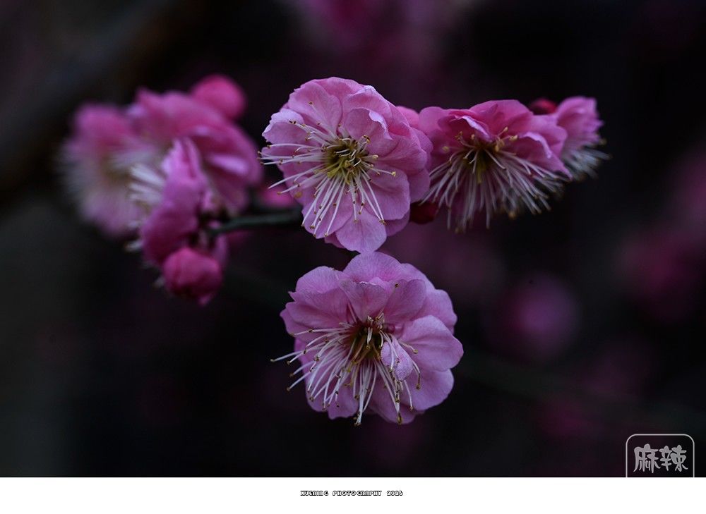 _DSC2039 ����.jpg