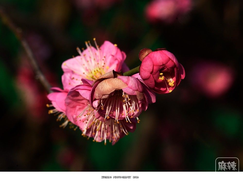 _DSC2063 ����.jpg