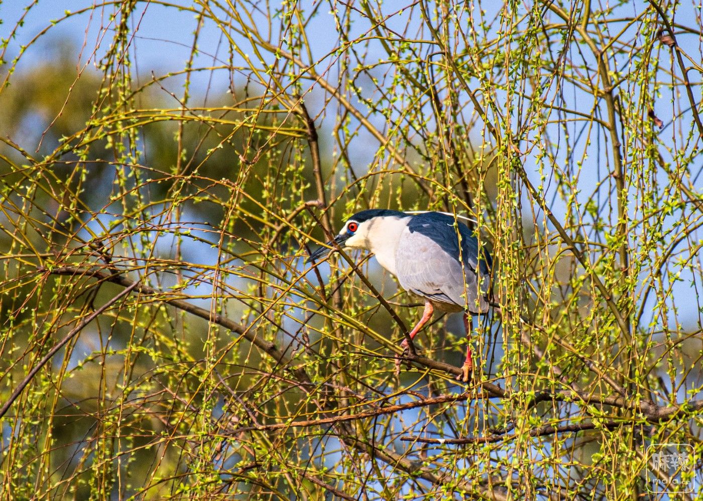 DSC_1851 ����.jpg