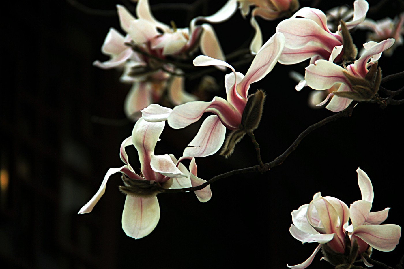 ���շ�⣭�������� 066.jpg