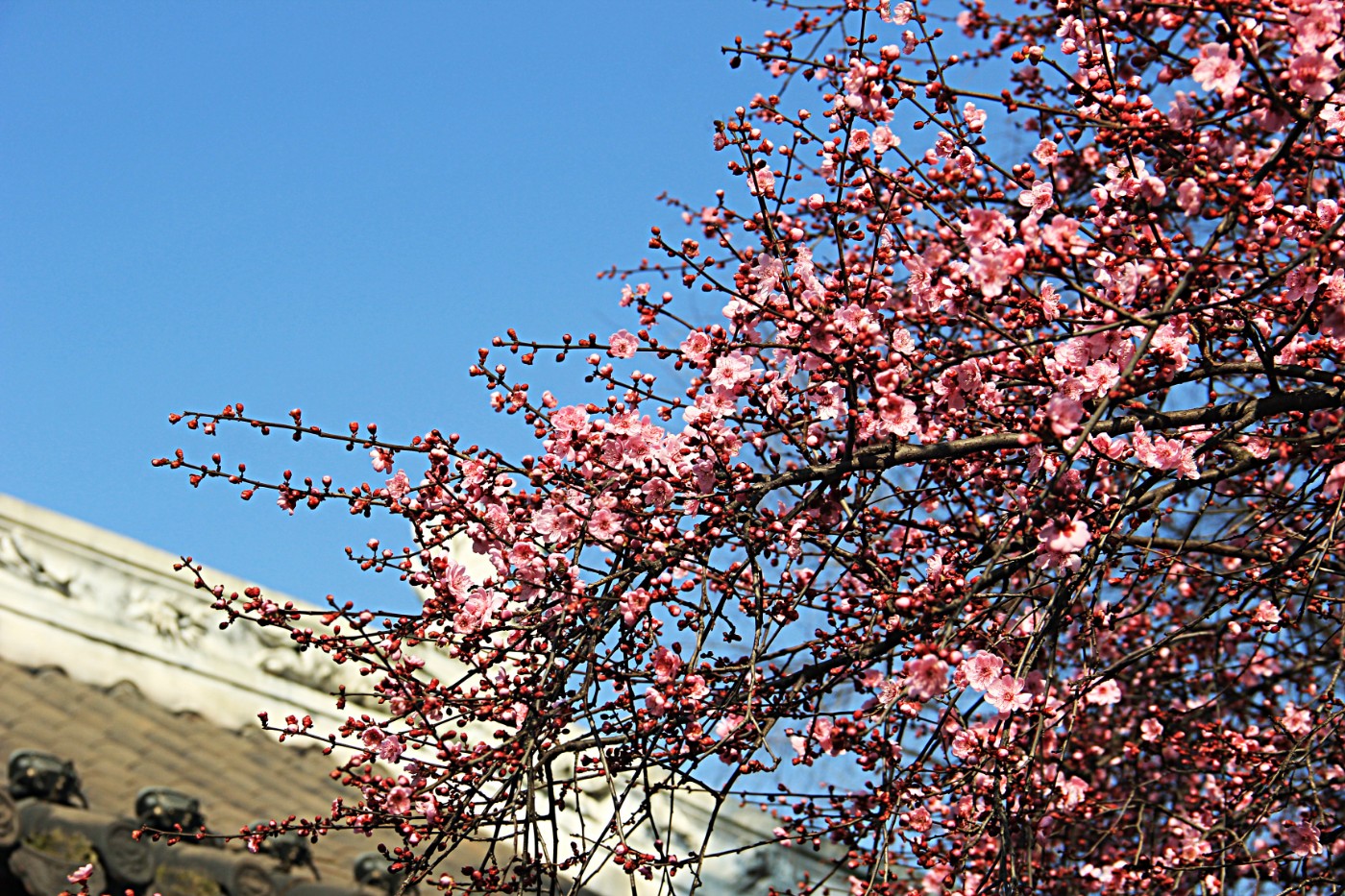 ���շ�⣭�������� 103.jpg