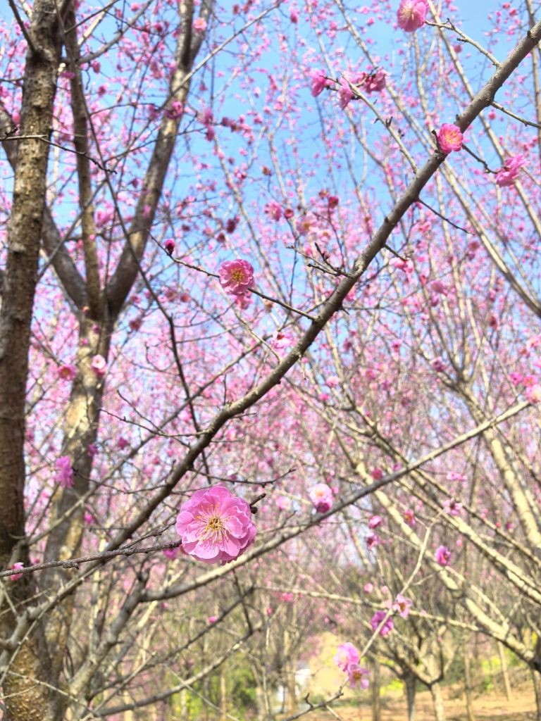 5 ����ʮ��÷��2.jpg