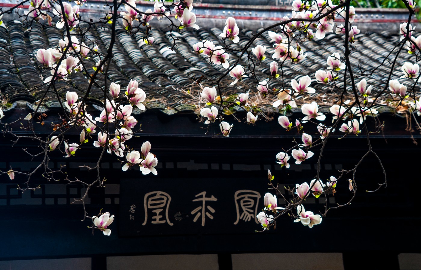 DSC00117 ����.jpg