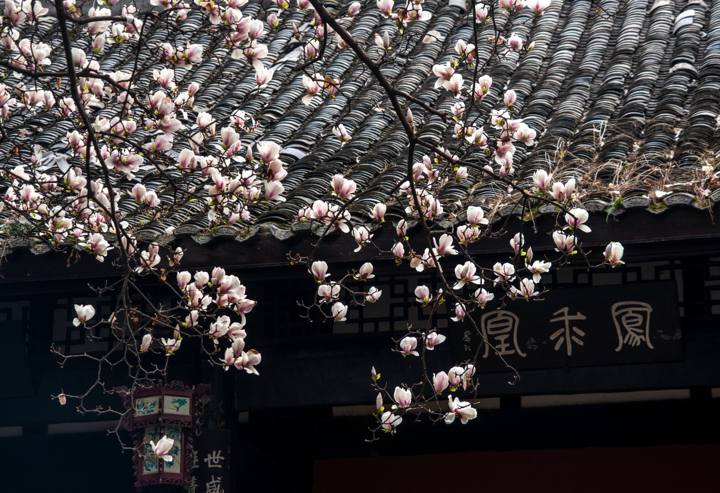 DSC00118 ����.jpg