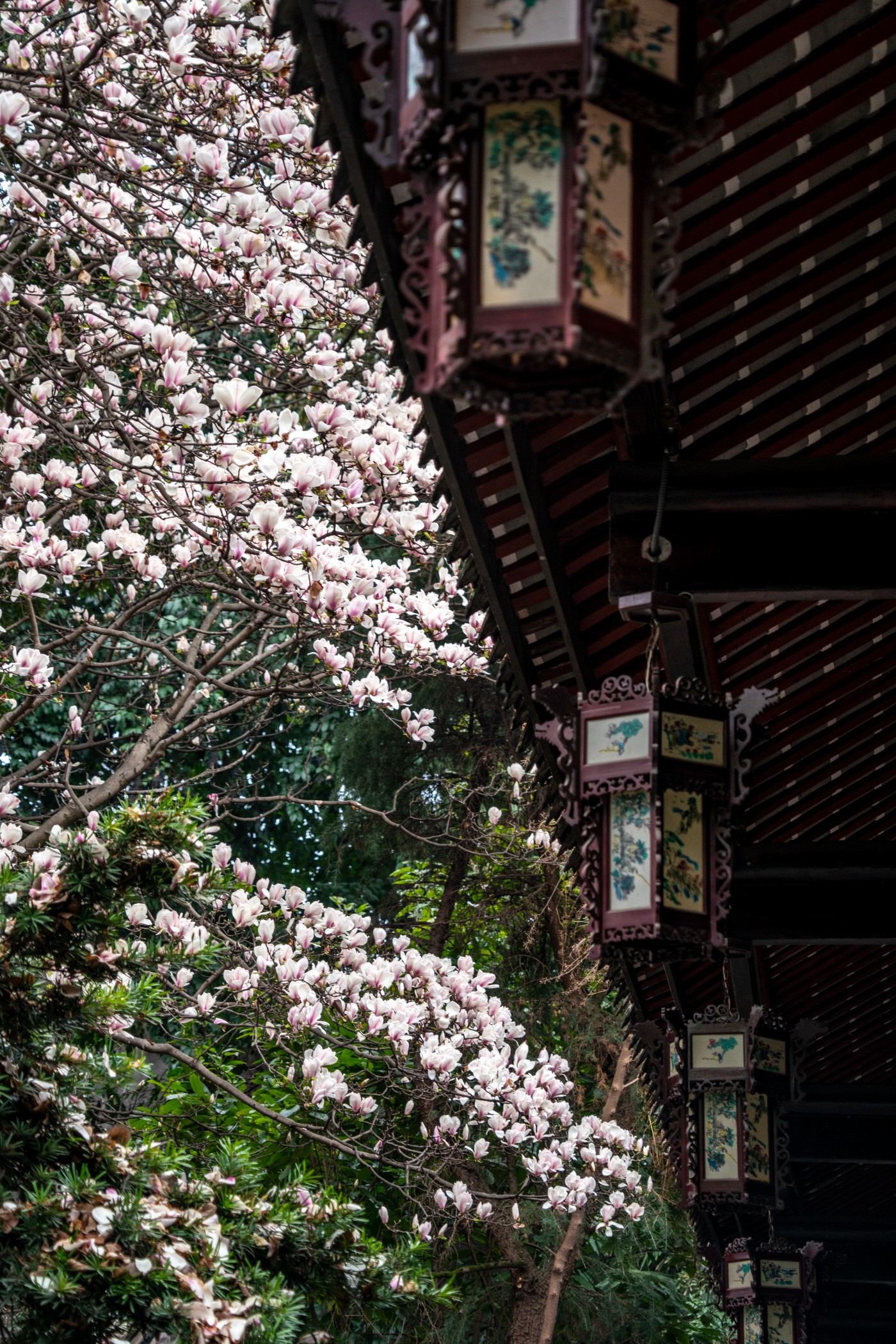 DSC00127 ����.jpg