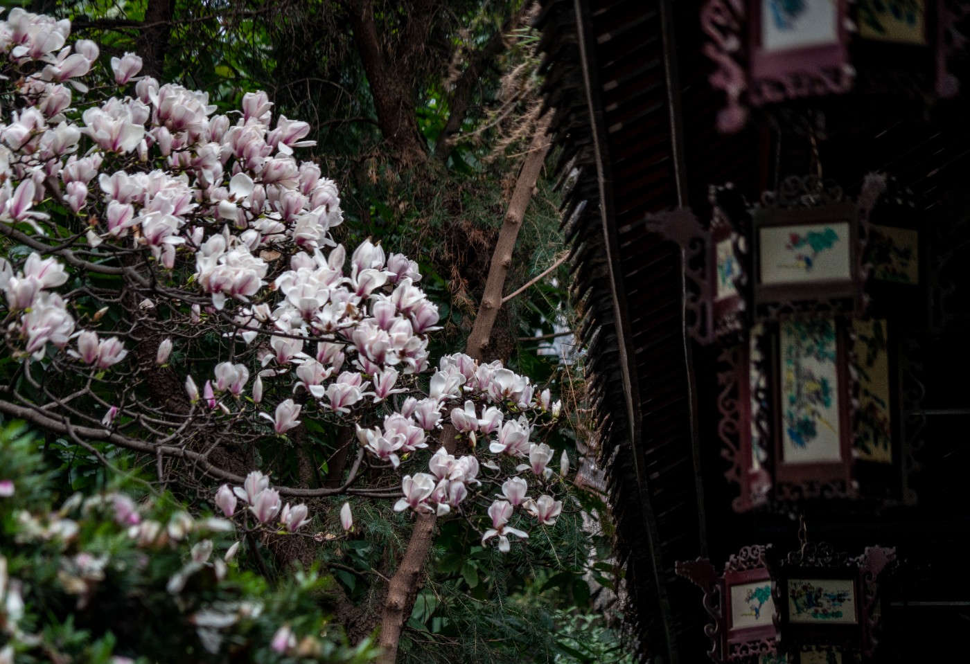 DSC00111 ����.jpg