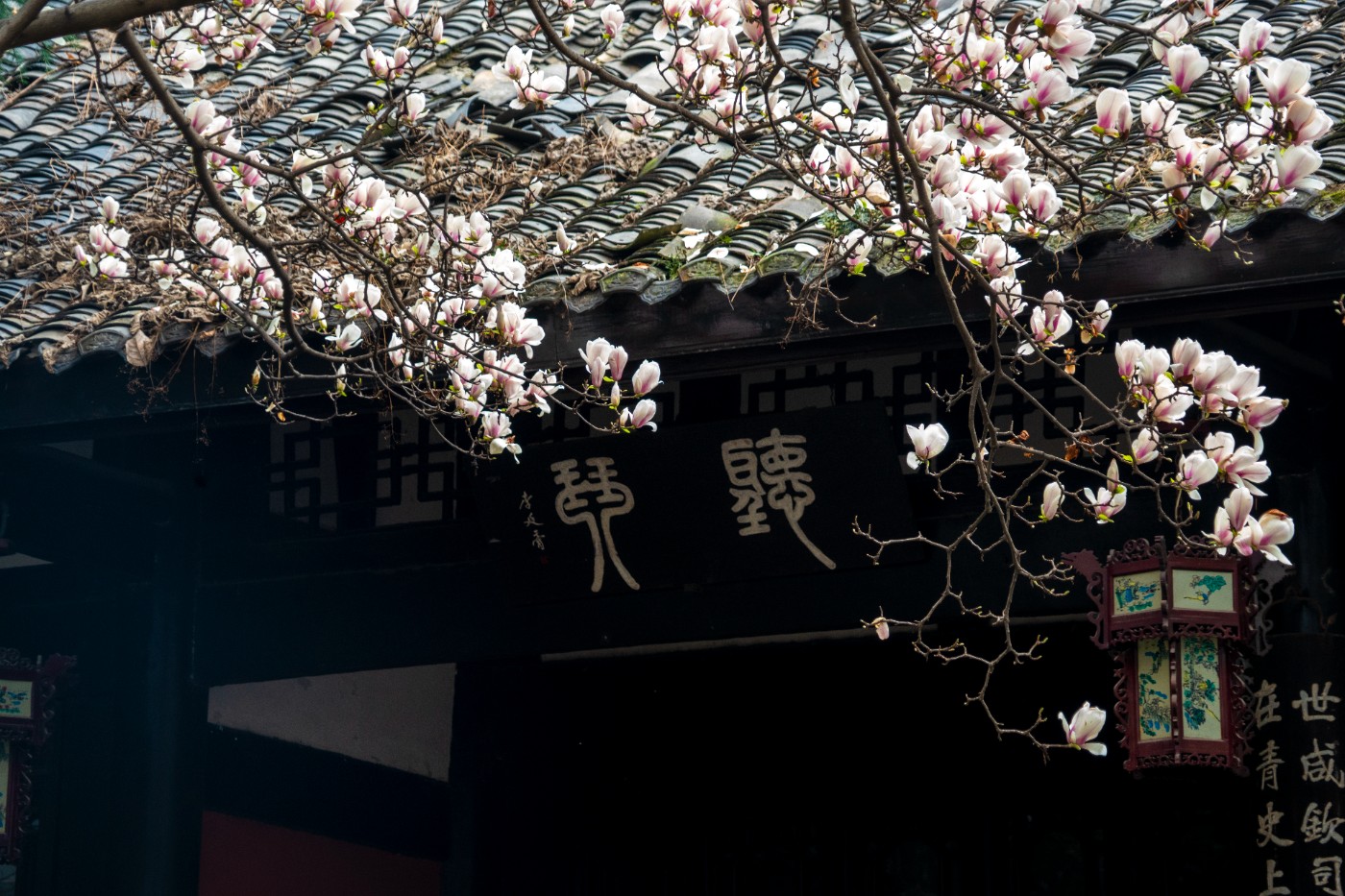 DSC00125 ����.jpg