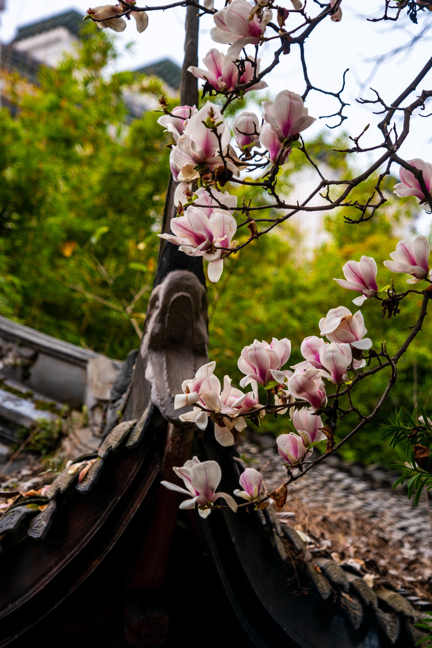 DSC00137 ����.jpg