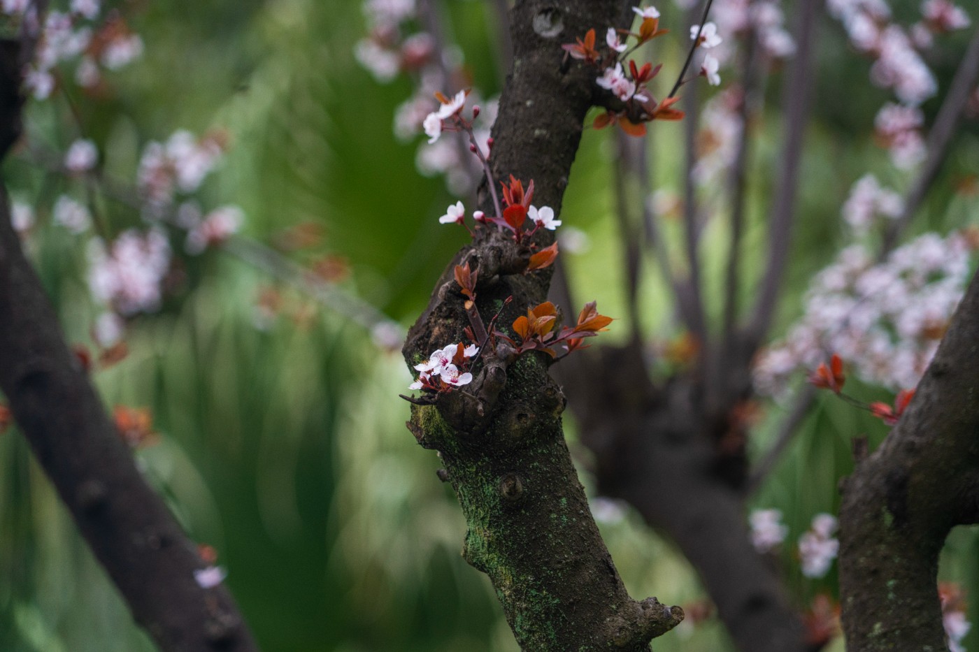 DSC00145 ����.jpg