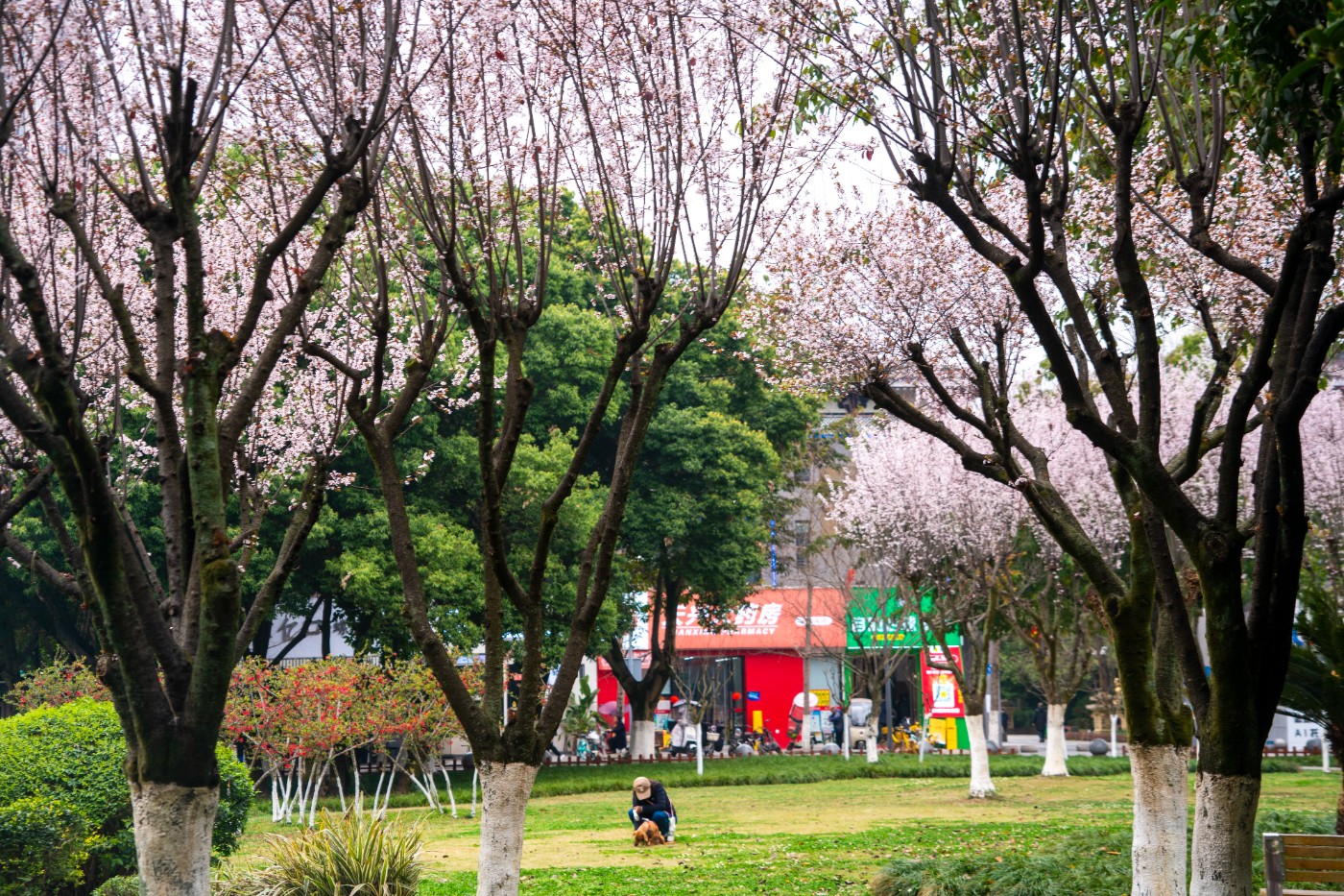 DSC00149 ����.jpg