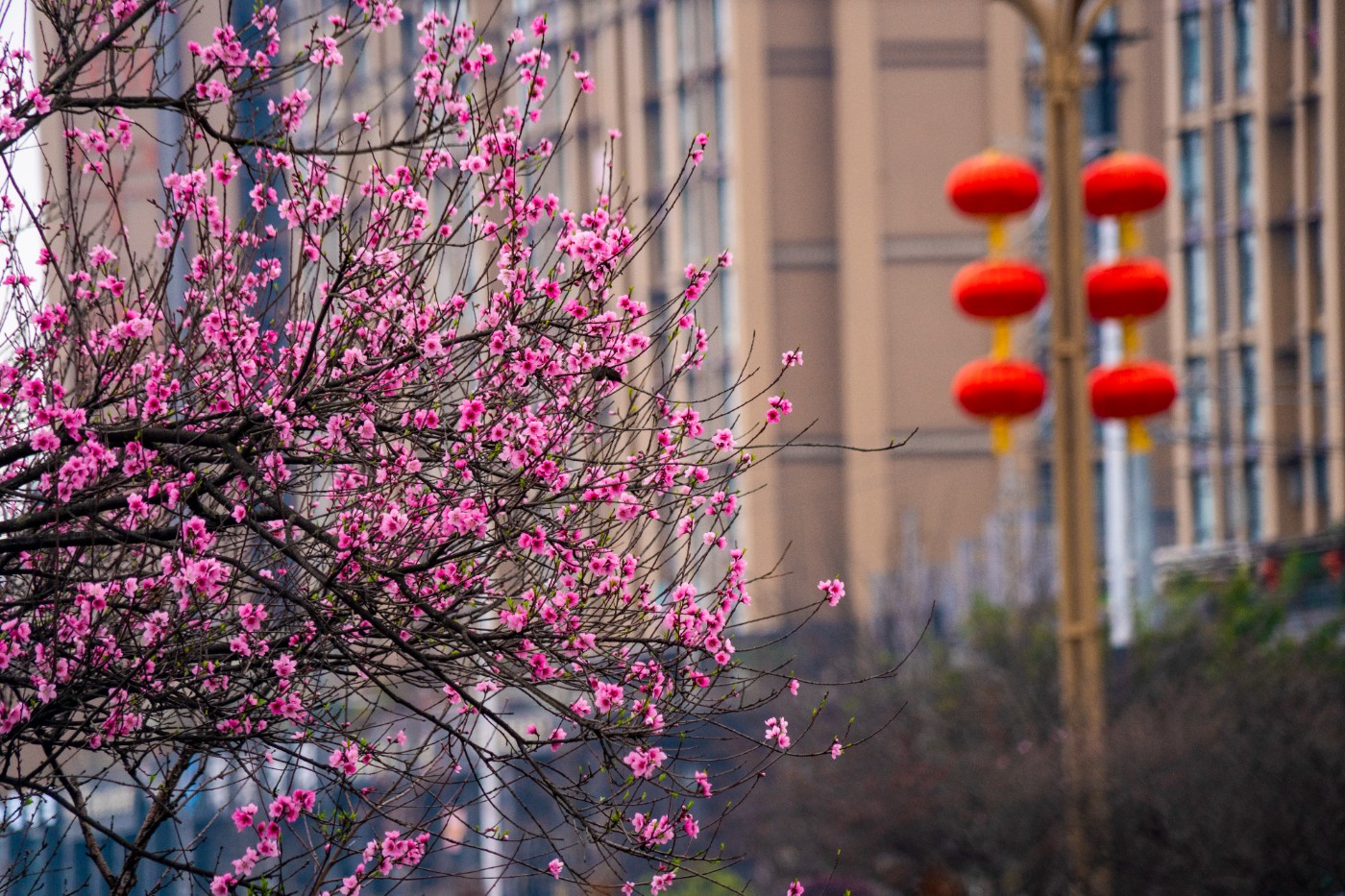 DSC00161 ����.jpg