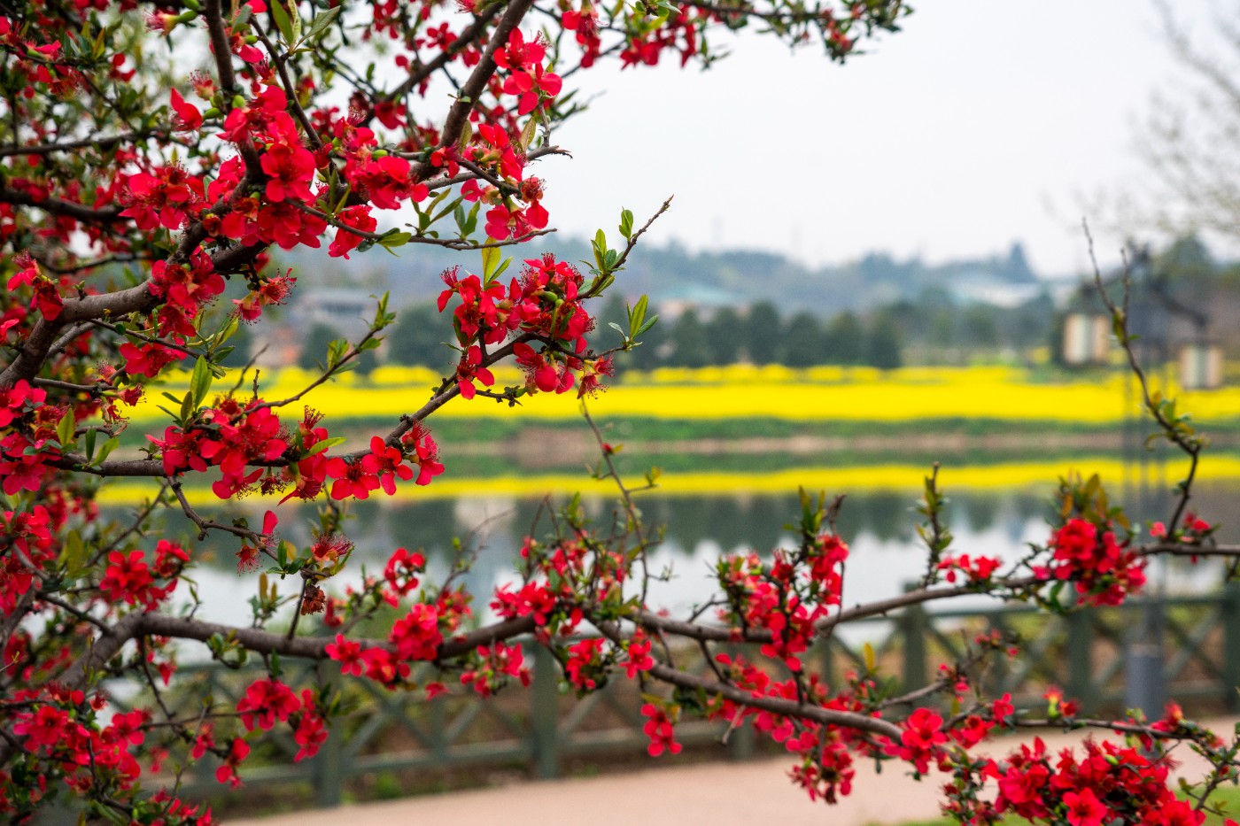 DSC00204 ����.jpg