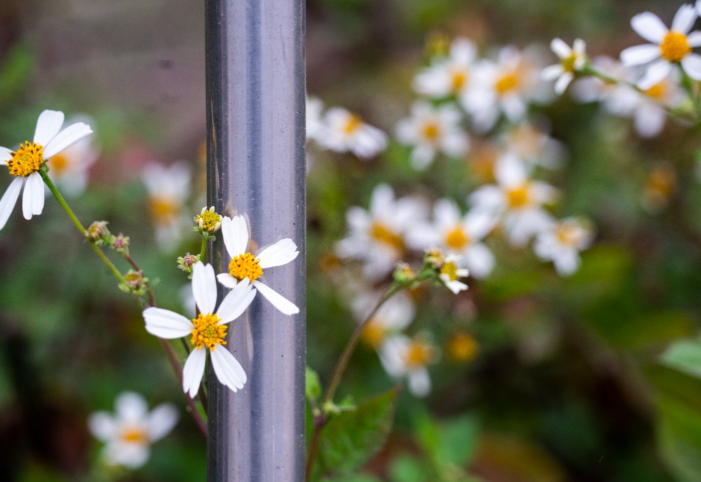 DSC00233 ����.jpg