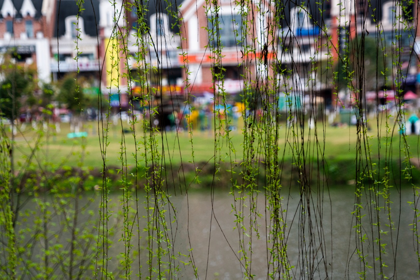 DSC00374 ����.jpg