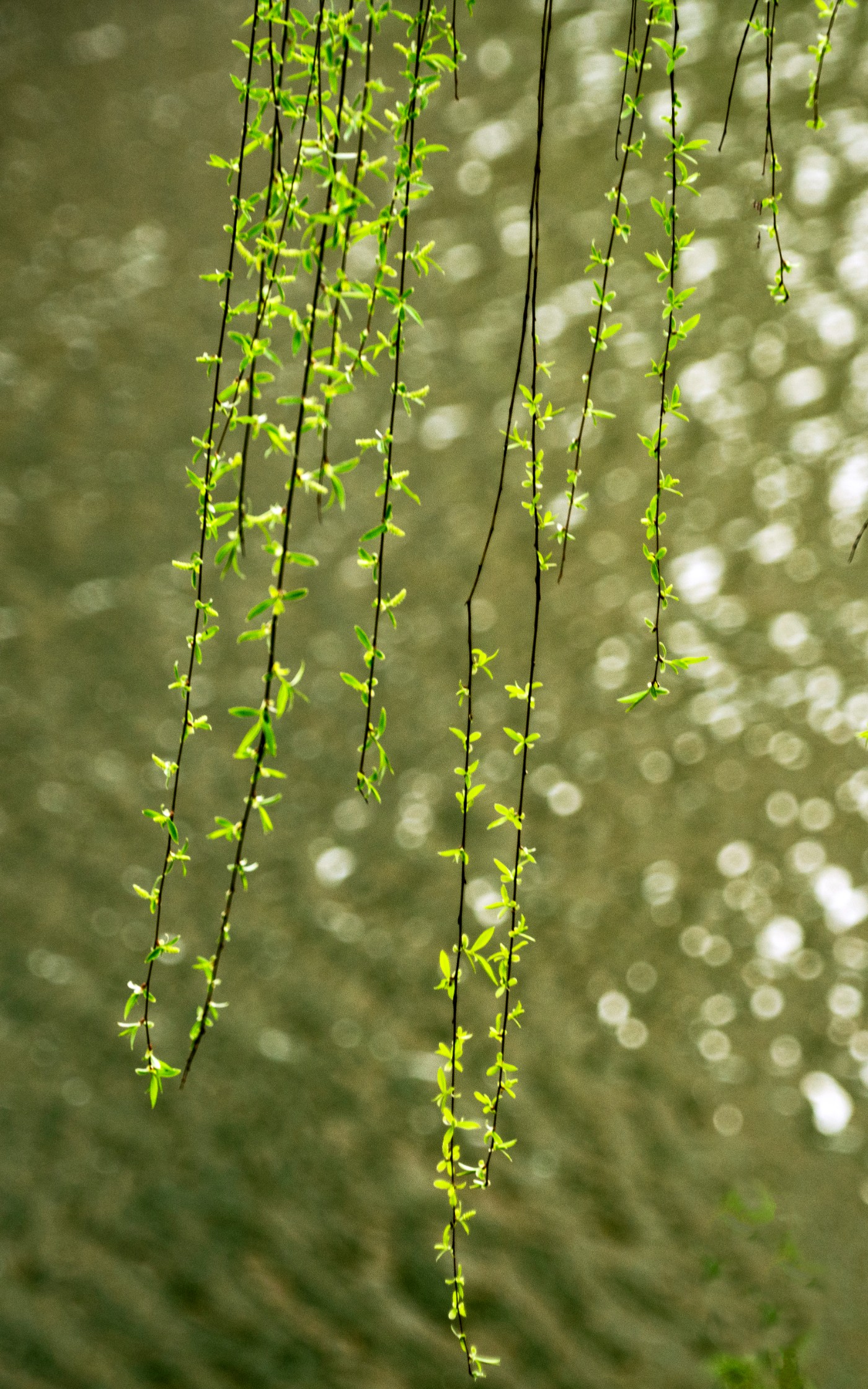 DSC00377 ����.jpg