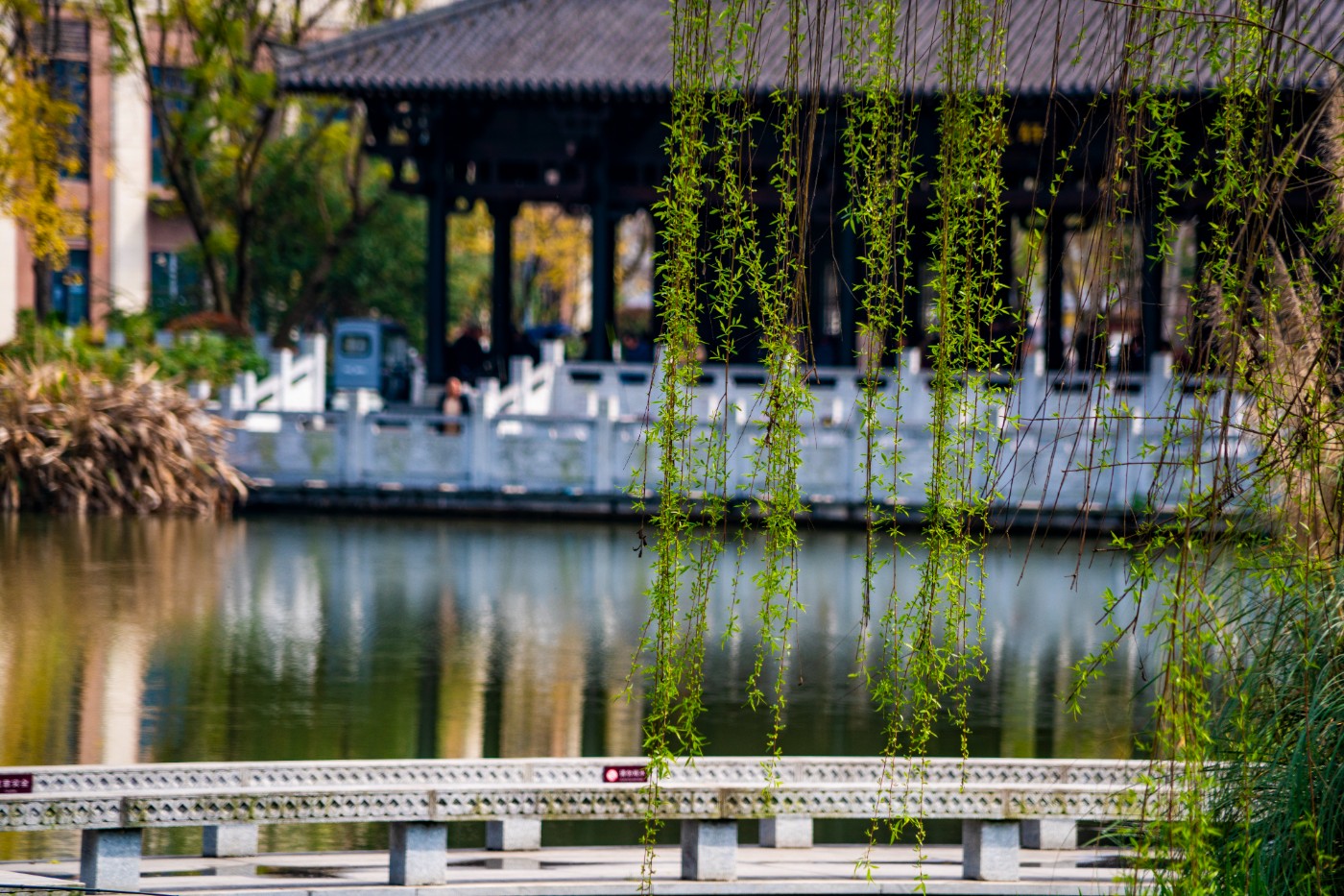 DSC00305 ����.jpg