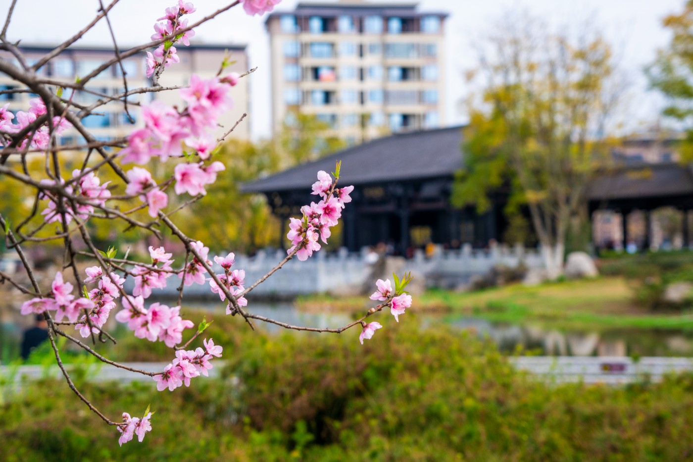 DSC00311 ����.jpg