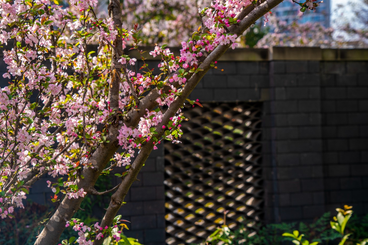 DSC00330 ����.jpg