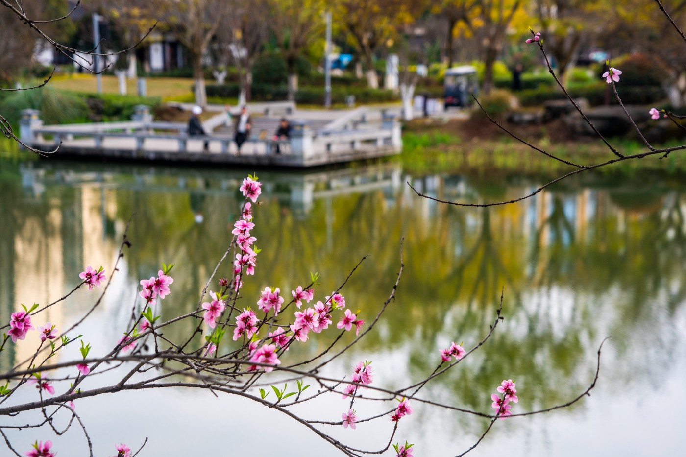 DSC00340 ����.jpg