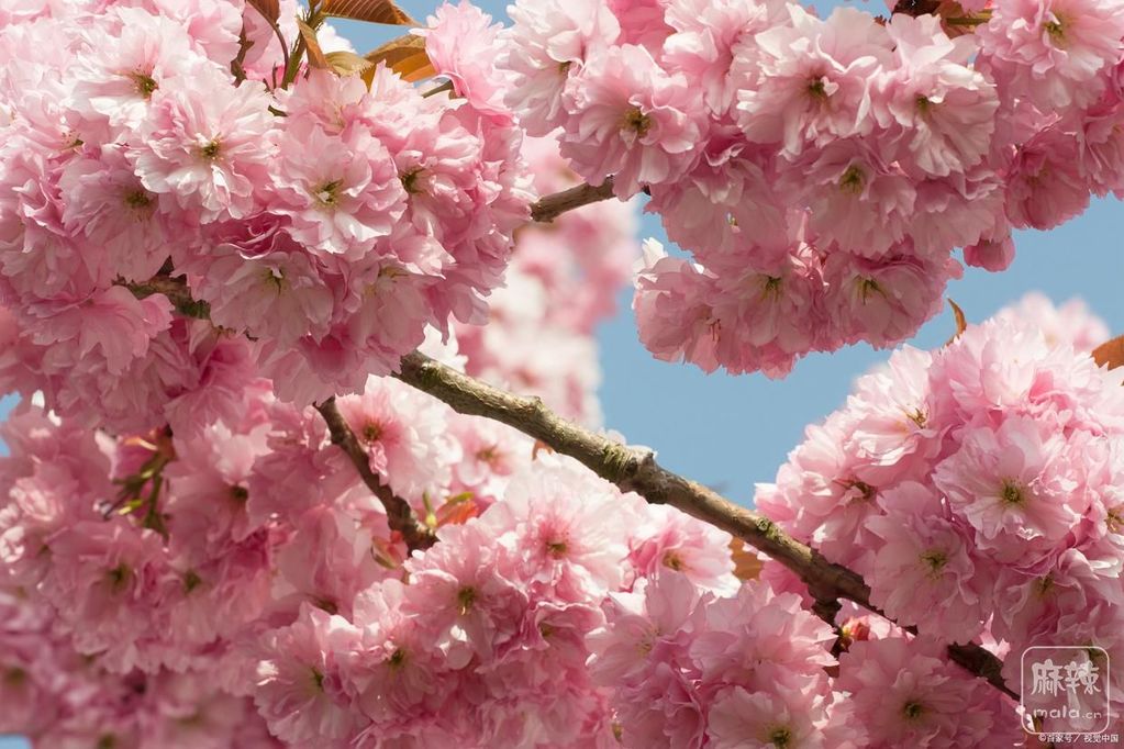 b8389b504fc2d562f7ac35463d62fae277c66c72.jpeg@f_auto