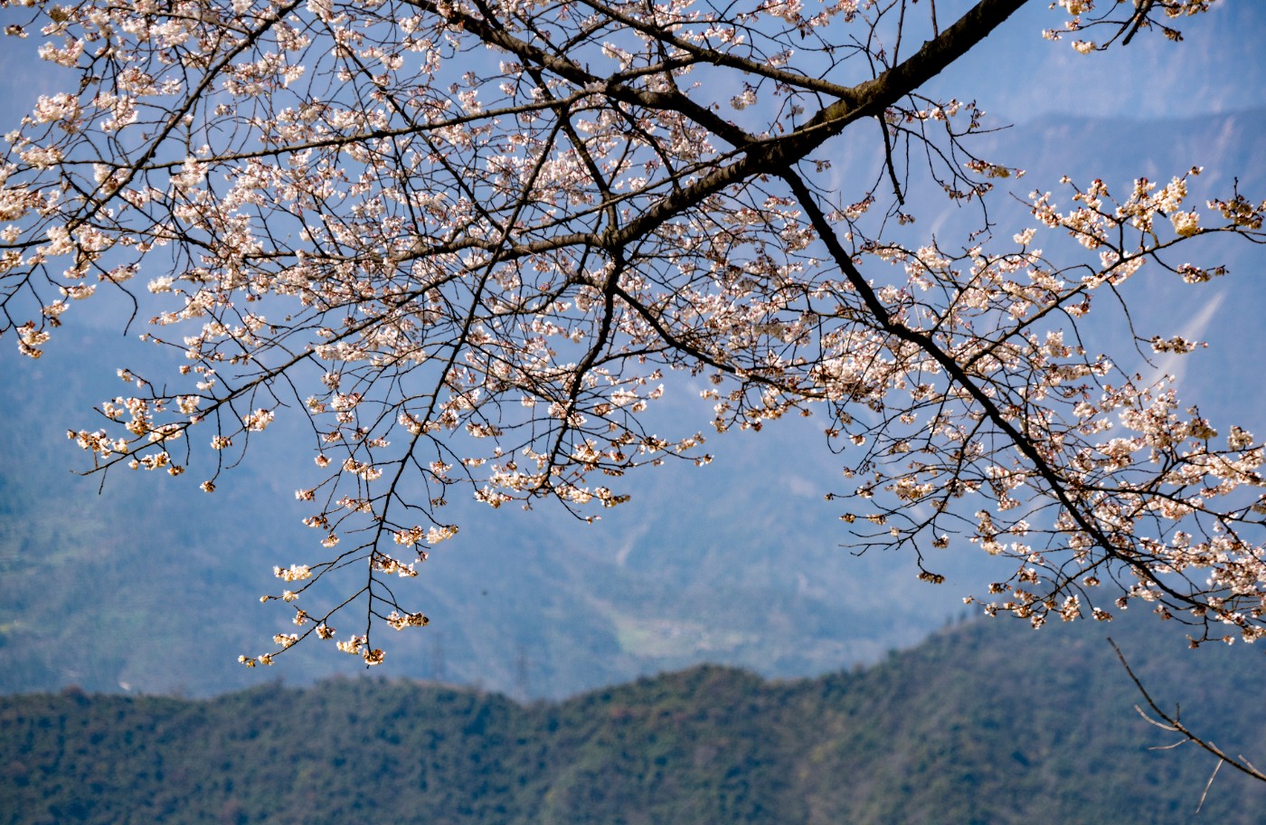 DSC09799 ����.jpg