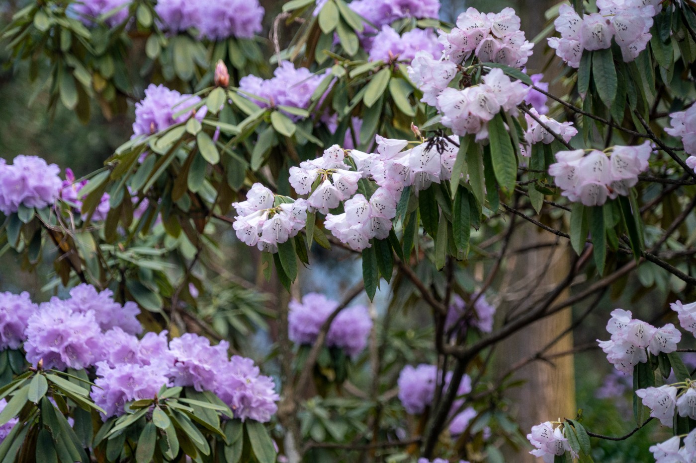 DSC09946 ����.jpg