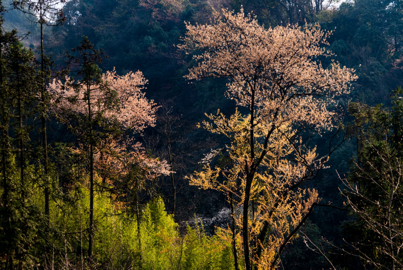 DSC09931 ����.jpg