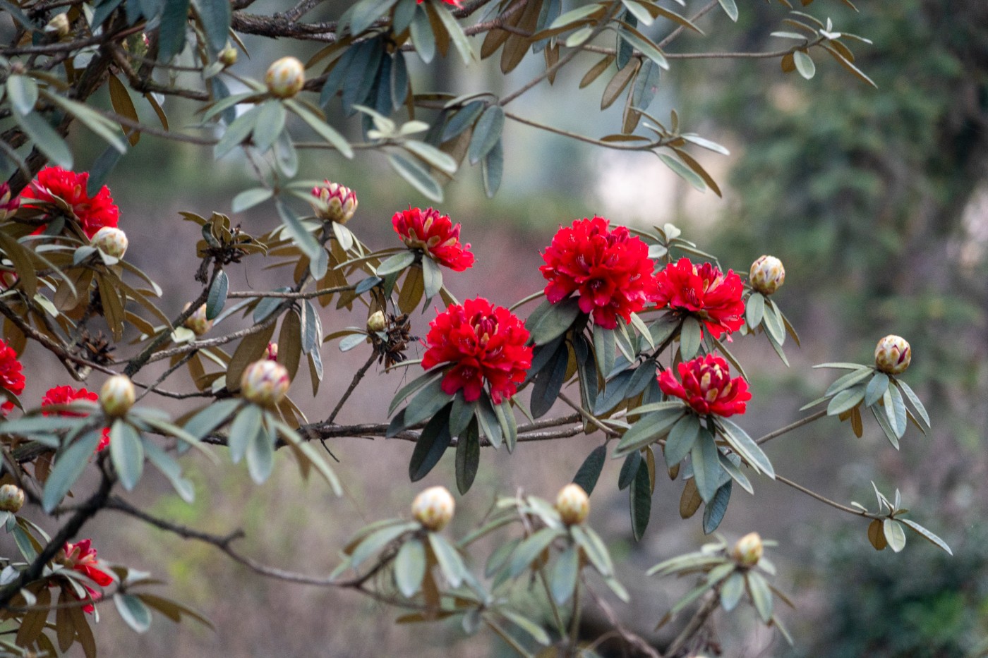 DSC09955 ����.jpg