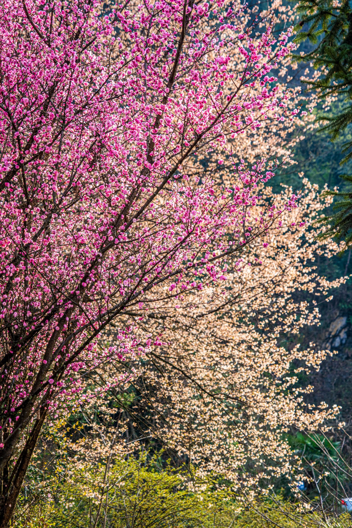 DSC09979 ����.jpg