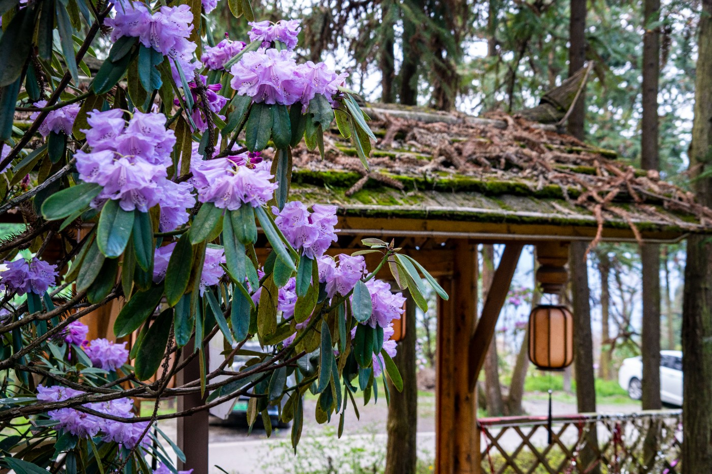 DSC09991 ����.jpg